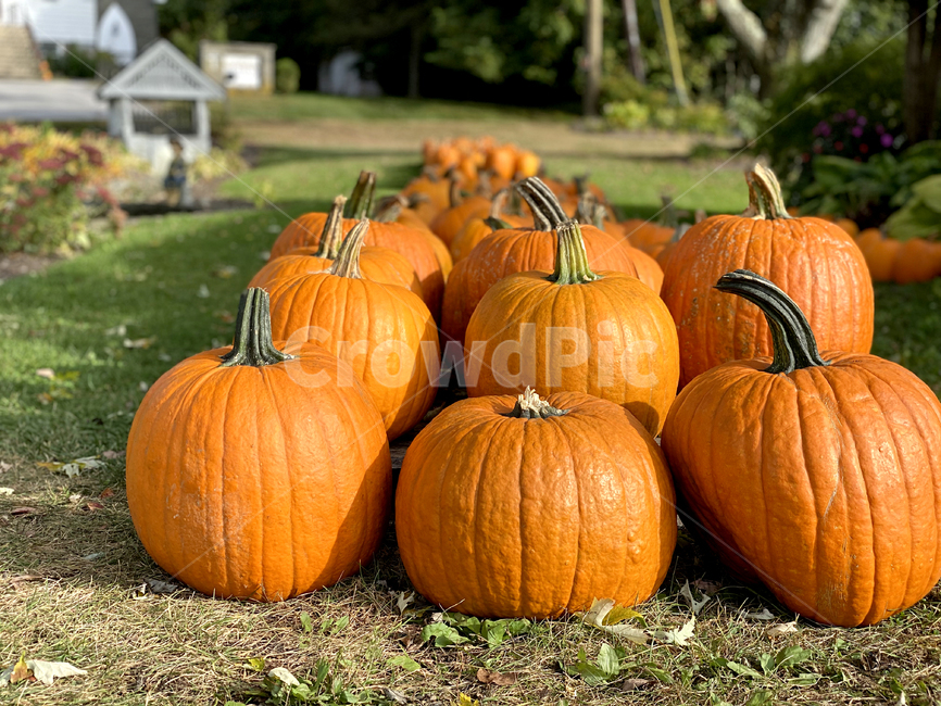 할로윈,농장,food,야채,색감,식물,pumpkin,가을,호박,축제,행사,festival,carnival,event,음식,식재료,요리,food,cook,meal,dishes,food reserves,채소,야채,vegetables