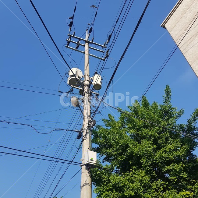 여름,전봇대,나무,하늘,복잡함,여름하늘