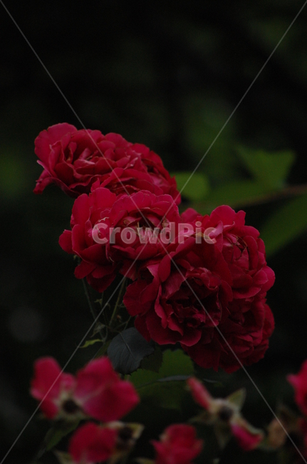 장미,장미덤불,장미꽃,빨간꽃,여름꽃,고독한,어두운,식물,자연,plants,nature,꽃,flower