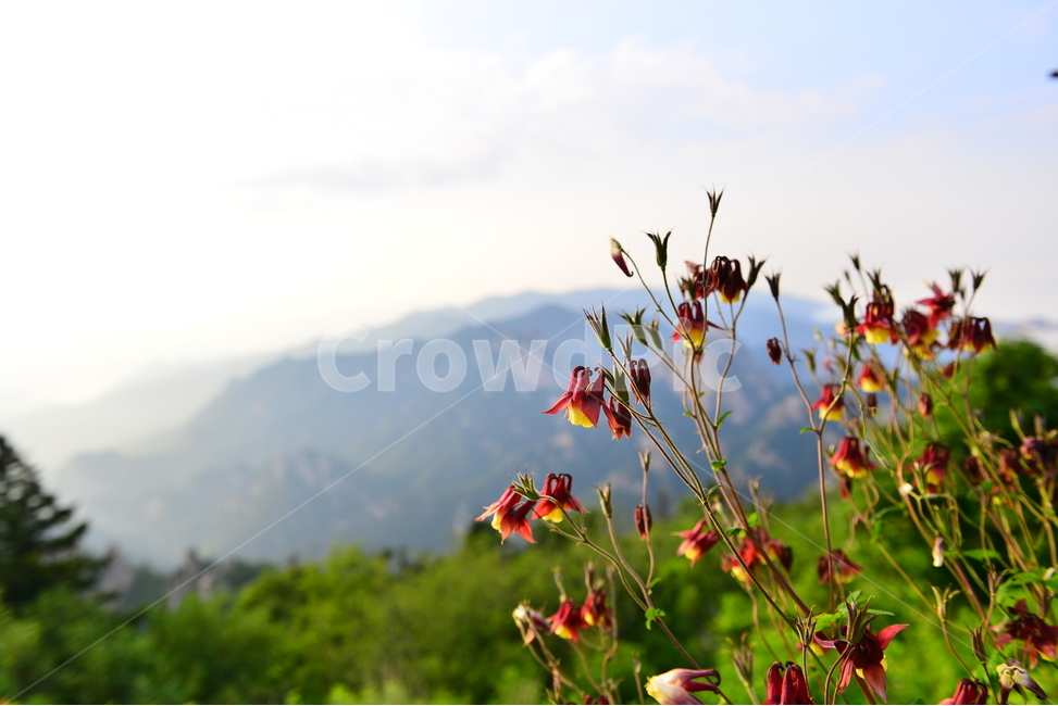 설악산,야생화,자연,매발톱,꽃,식물,자연,plants,nature,꽃,flower