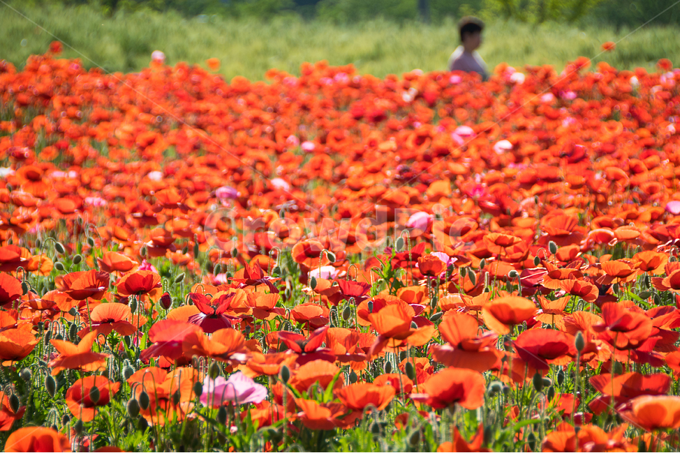 봄,양귀비,여심,꽃,봄꽃,나들이,봄나들이,빨강,색,색상,색감,여유,감성,감정,spring,여자,사람,여인,woman,red,color,풍경,landscape,식물,자연,natural,봄,계절,spring,season,식물,자연,plants,nature,꽃,flower,plant,blossom