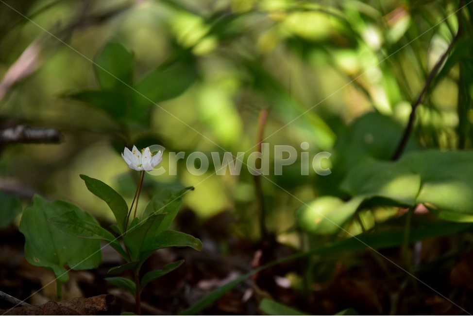 참기생꽃,야생화,꽃,식물,자연,생태,플라워,flower,plants,nature,식물,자연,plants,nature,꽃,flower