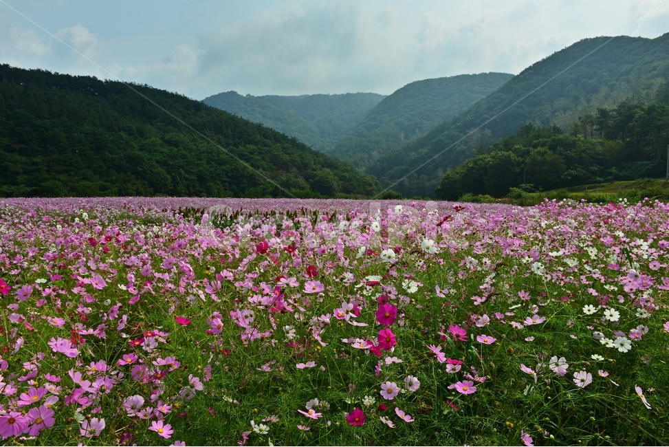 nature,자연,outdoors,옥외,plant,식물,field,들,farm,농장,rural,농촌,정읍,구절초공원,구절초,코스모스,메밀밭