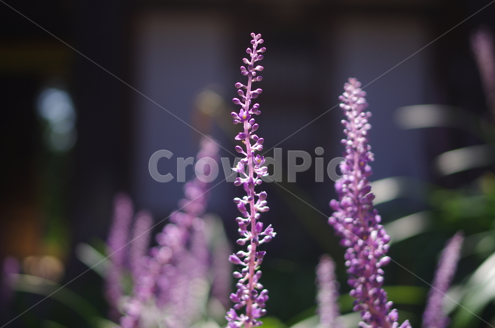 꽃,근접,보라색,보라,이쁜꽃,식물,자연,plants,nature,꽃,flower