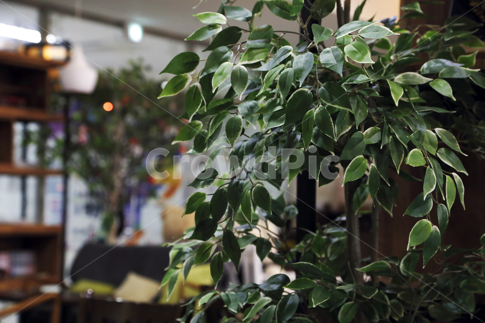 식물,나무,화분,카페,실내,tree,plant