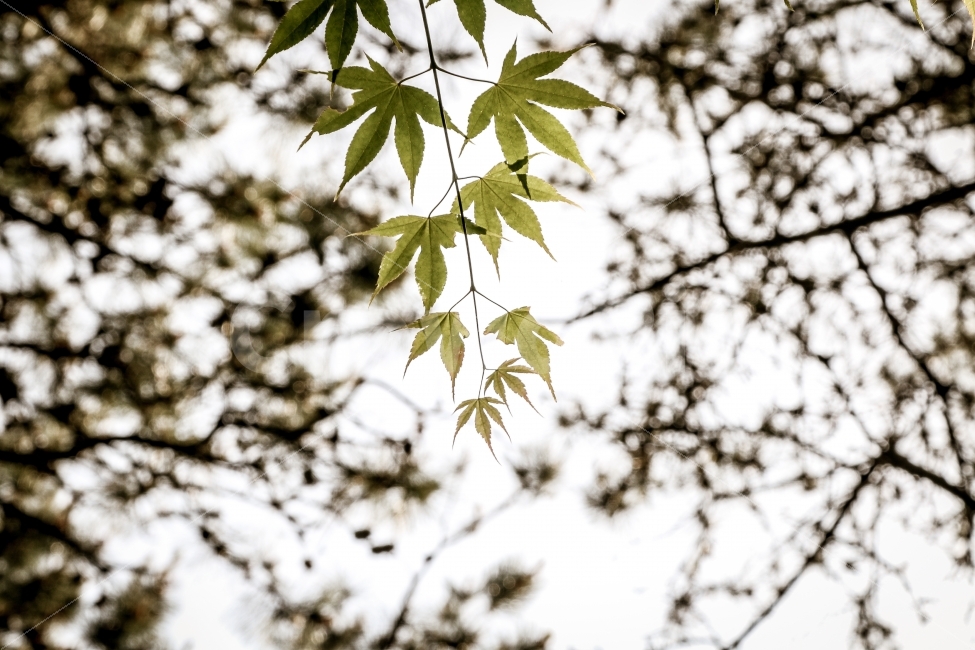 단풍,풍경,자연,산,하늘,식물,자연,plants,nature
