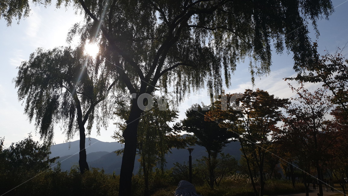 tree,나무,plant,light,식물,빛,자연,풍경,nature,landscape,식물,plants,나무,trees,wood