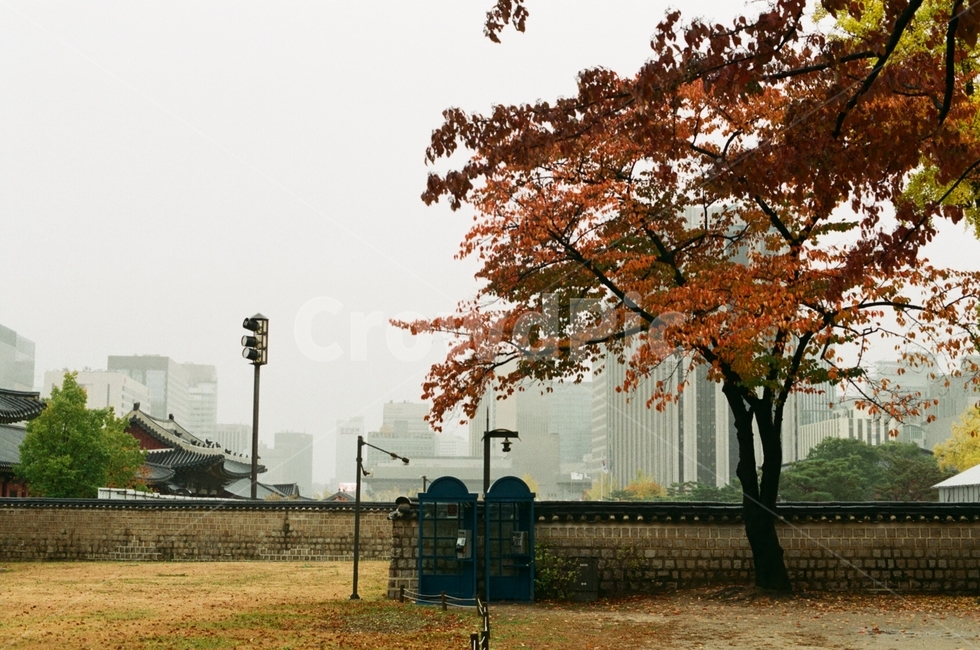 한국,경복궁,고궁,돌담길,단풍,비오는날,풍경,가을,공중전화,필름사진