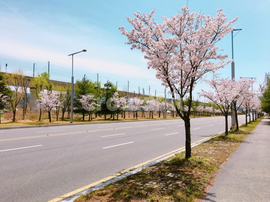 봄,꽃,감성사진,자연사진,거리,도로,대전,벚꽃,산책,하늘,나무,풍경,봄,계절,spring,season,plant,식물