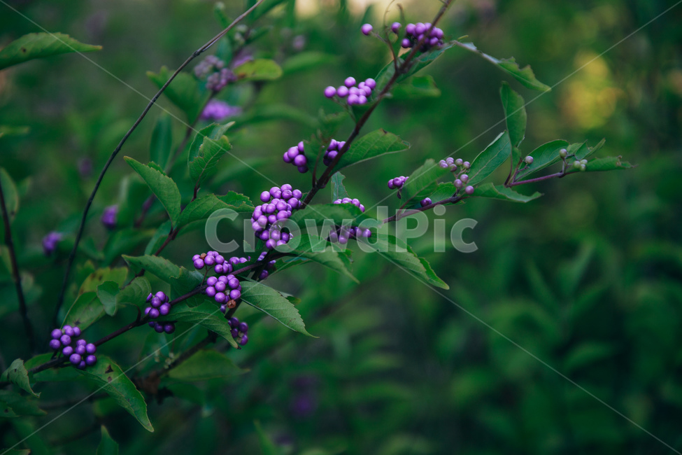 자연,식물,보라,열매,plant,purple,식물,자연,plants,nature,과일,열매,fruit