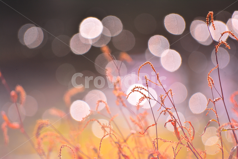들풀,들꽃,보케,빛망울,가을배경,야생화,plant,bokeh,배경,바탕,백그라운드,background,가을느낌,autumn,시냇가,빛,light,플레어,flare,petal,꽃잎,식물,blossom,flower,자연,nature,꽃,가을,계절,fall,autumn,season,grass,잔디