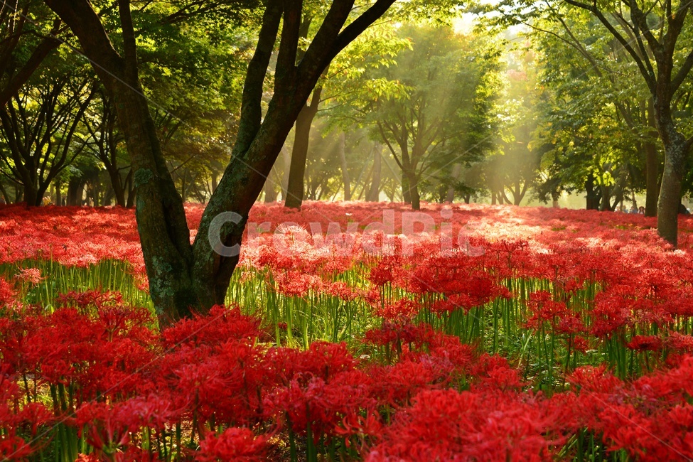 영광,불갑사,꽃무릇,꽃무릇축제,빛내림,plant,식물,tree,나무,leaf,잎,자연,풍경,nature,landscape,식물,plants,꽃,flower