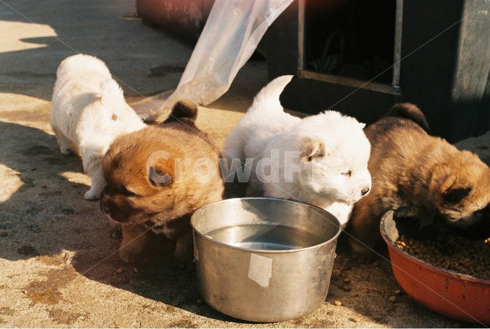 강아지,puppy,시골,필름,감성,동물,animal,포유류,mammal,개,강아지,dog,doggy