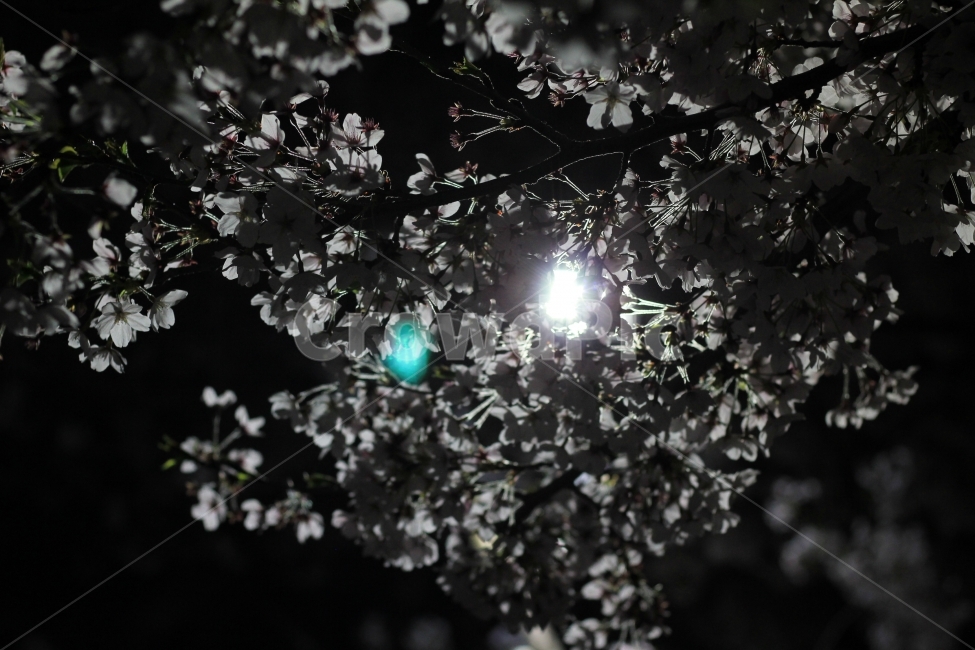 야경,가로등,벚꽃,하늘,그림자,봄,계절,spring,season,야경,밤,풍경,nightscape,night,landscape,식물,자연,plants,nature,꽃,flower,light,빛,flare,플레어