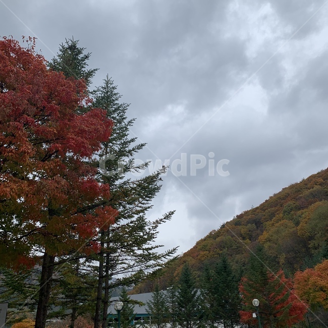 가을,하늘,전나무,tree,나무,plant,식물,abies,가을,계절,fall,autumn,season,자연,풍경,nature,landscape,fir