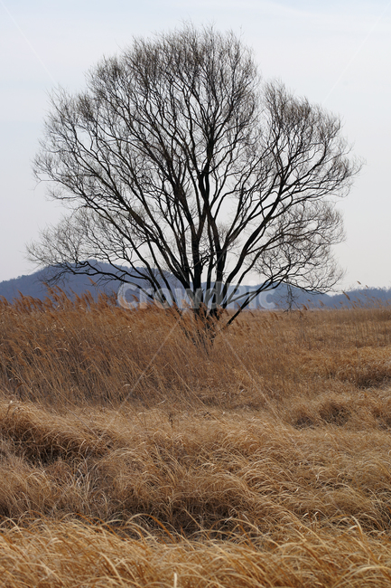 우음도,왕따나무,시화호,시화방조제,화성시,갈대밭,초원,간척지,자연,풍경,nature,landscape
