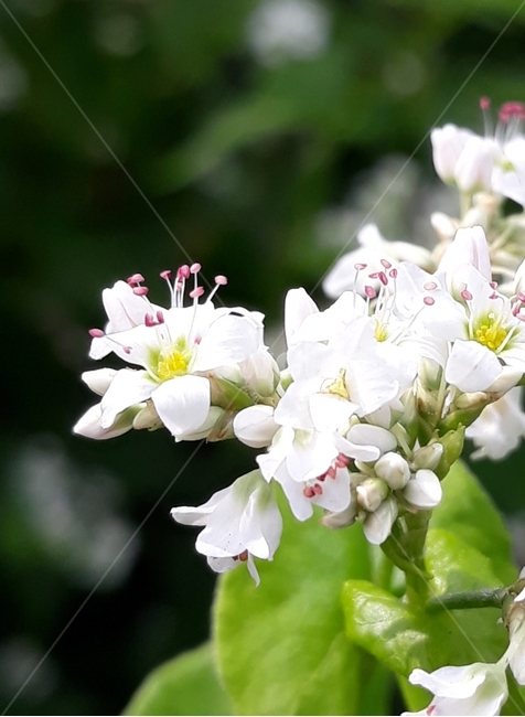 식물,제라늄,꽃,화분,geranium,식물,자연,plants,nature,꽃,flower