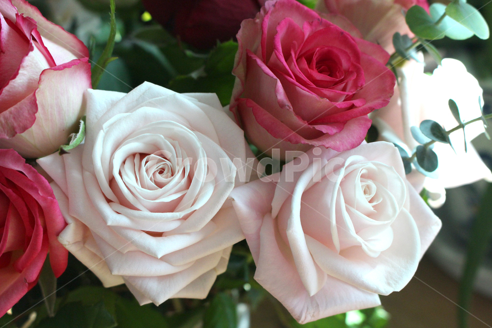 rose,장미,flower,plant,blossom,꽃,핑크장미,장미꽃,장미한송이,꽃잎,roseday,로즈데이,식물,장미다발,꽃다발,꽃,flower