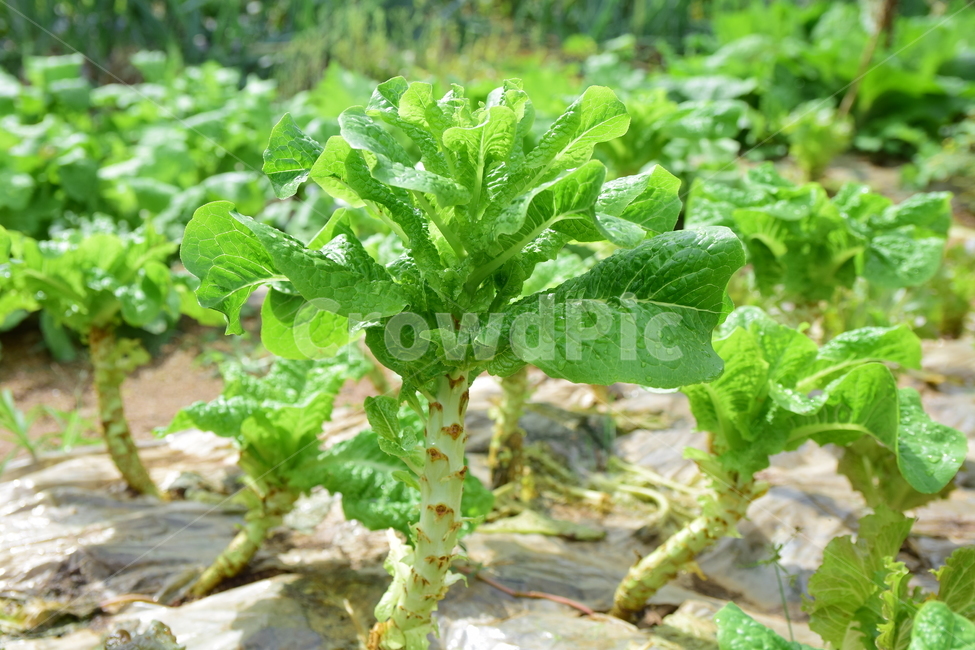 상추,청상추,채소,야채,상추밭,밭,lettuce,vegetable,식물,자연,plants,nature