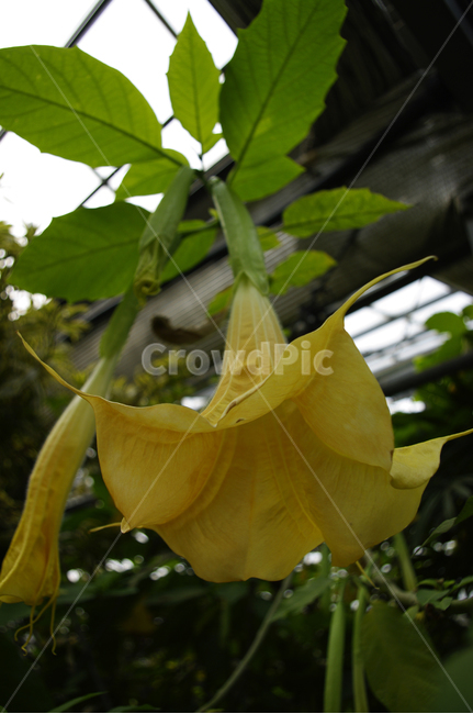 꽃,flower,plant,color,엔젤트럼펫,식물,자연,plants,nature,꽃,flower