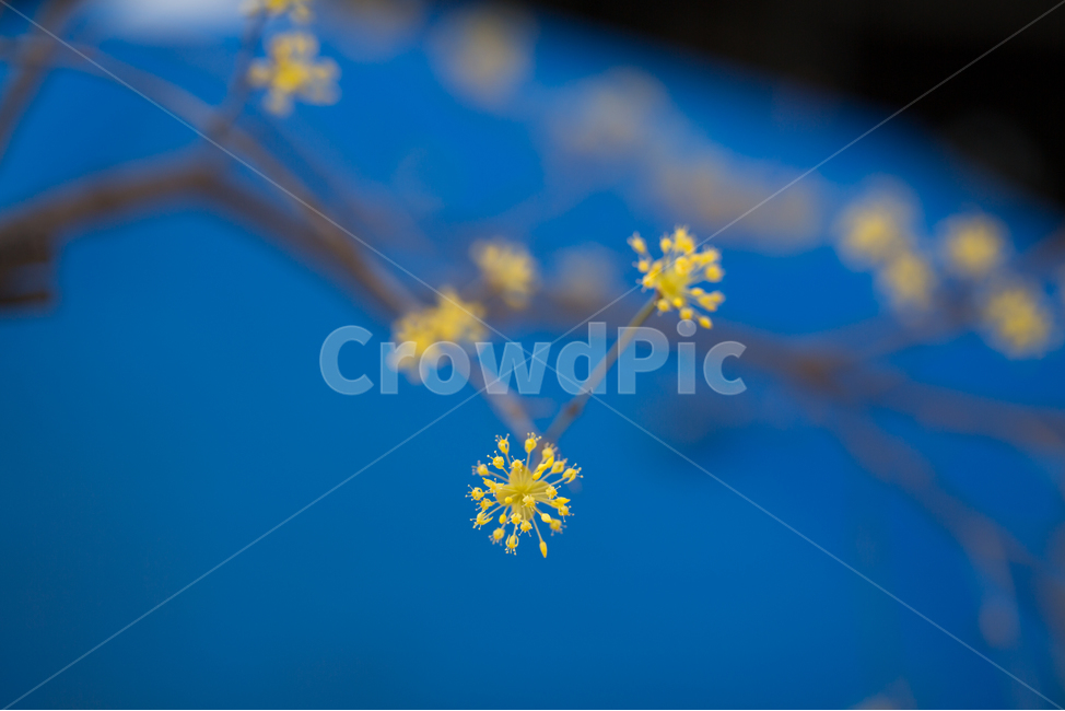 plant,식물,산수유,산수유꽃,노랑색,3월,꽃,식물,자연,plants,nature,꽃,flower
