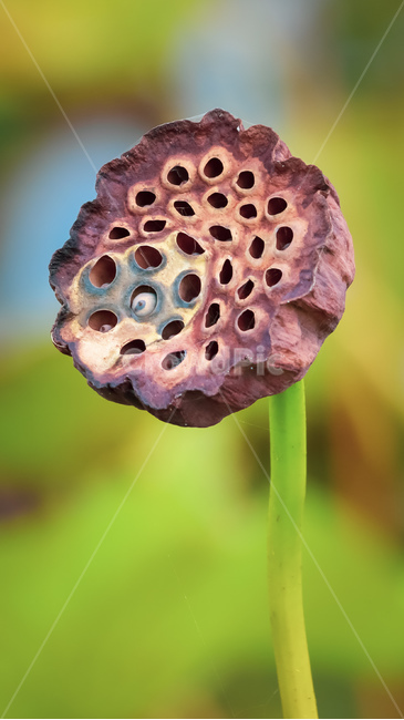 연꽃,접사,씨앗,연밥,시들음,가을,밝음,낮,식물,자연,plants,nature