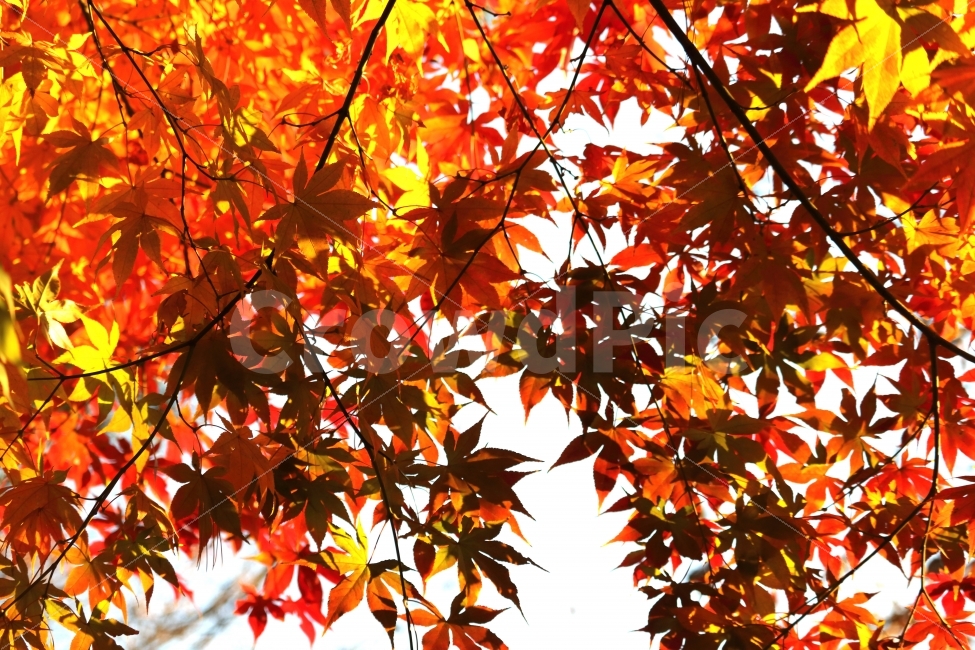 단풍,가을,나무,빨강,계절,가을,계절,fall,autumn,season,식물,자연,plants,nature,leaf,잎,plant,tree,maple
