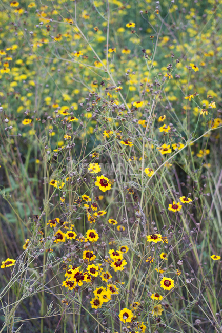 기생초,꽃,꽃잎,노랑,노랑색,식물,들,field,nature,자연,식물,자연,plants,nature,꽃,flower