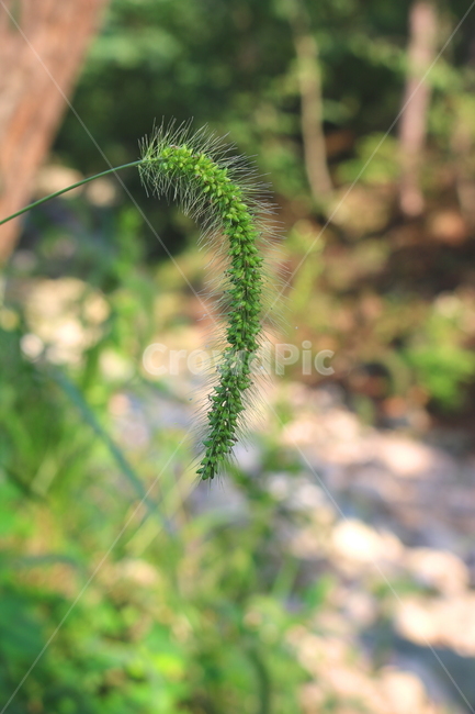 강아지풀,풀,잡초,식물,자연,식물,자연,plants,nature