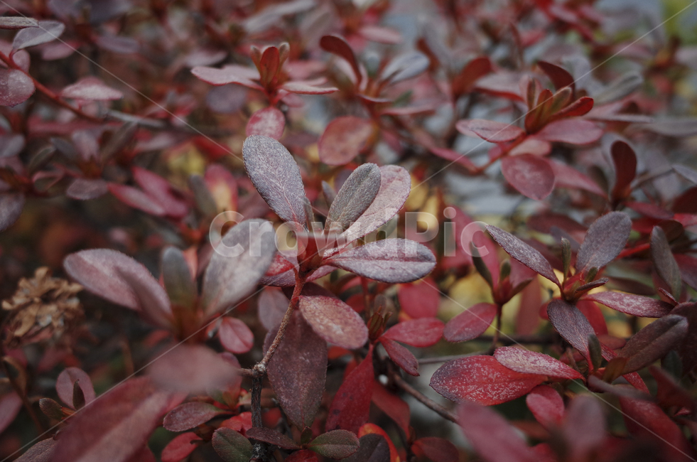 leaf,잎,가을,red,식물,plant,가을,계절,fall,autumn,season