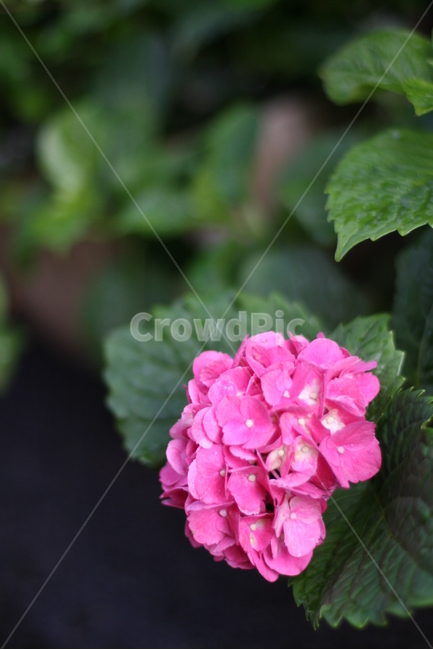 꽃,플라워,수국,분홍,초록,상큼,fresh,flower,식물,자연,plants,nature,꽃,flower