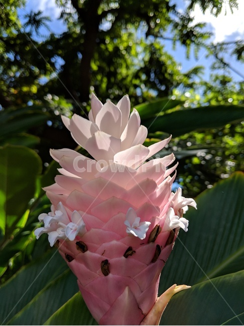 ginger,flower,꽃,blossom,plant,식물,진저,플라워,분홍꽃,외국,nature,자연,해외,하와이,hawaii,정글,열대우림