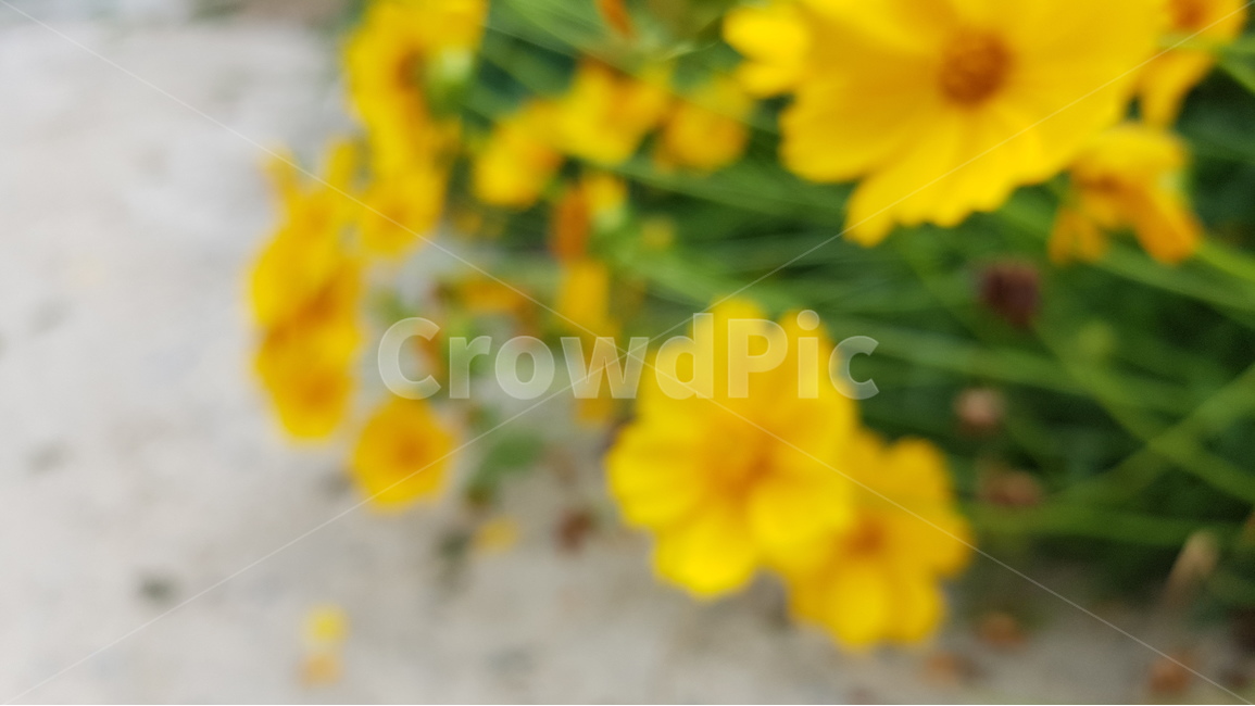 금계국,꽃,노랑꽃,goldenwave,flowers,식물,자연,plants,nature,꽃,flower
