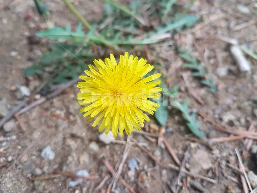 민들레,민들레꽃,노란꽃,꽃정면,노란민들레,꽃