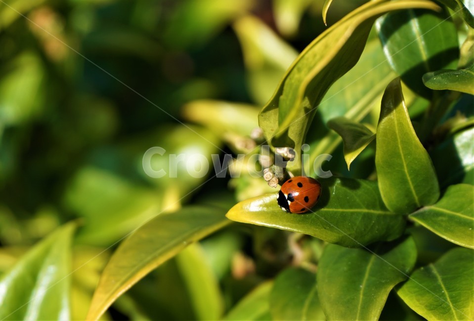 무당벌레,초록,자연,빨강,식물,풀잎,ladybug,나뭇잎,봄,동물,animal,곤충,벌레,insect,bug