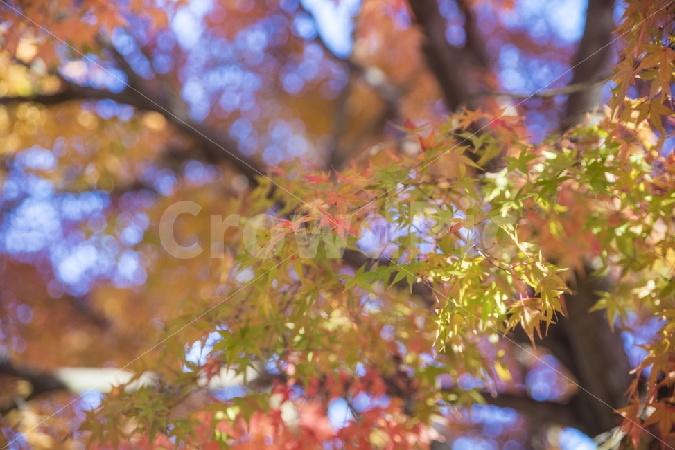 풍경,가을,단풍,단풍나무,나무,가을,계절,fall,autumn,season,식물,자연,plants,nature,plant,leaf,잎,tree,maple