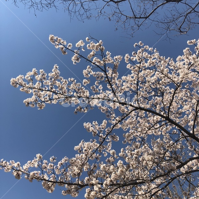 cherryblossom,식물,plant,flower,벚꽃,꽃,blossom,하늘,벚꽃이랑하늘