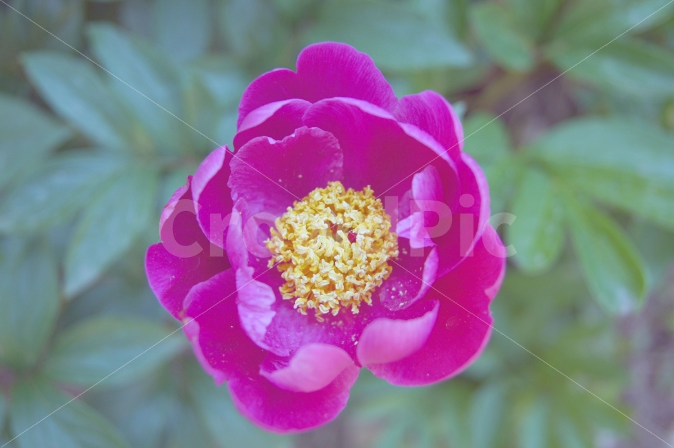 꽃,꽃사진,무궁화,무궁화사진,이쁜꽃,식물,자연,plants,nature,꽃,flower
