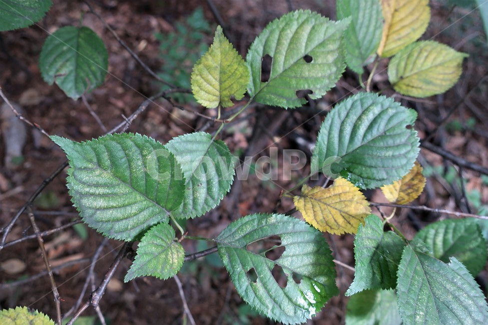 가을,나뭇잎,벌레,병충해,방충,살충,천연,자연,잎사귀,농약,식물,자연,plants,nature