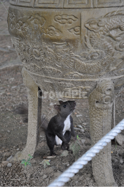 청설모,바닥,동물,공원,자연물,동물,animal,포유류,mammal