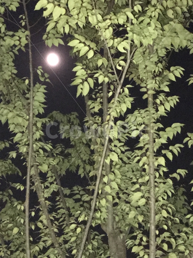달,나무,그리움,취미,감성,식물,자연,plants,nature,야경,밤,풍경,nightscape,night,landscape,outdoors,옥외
