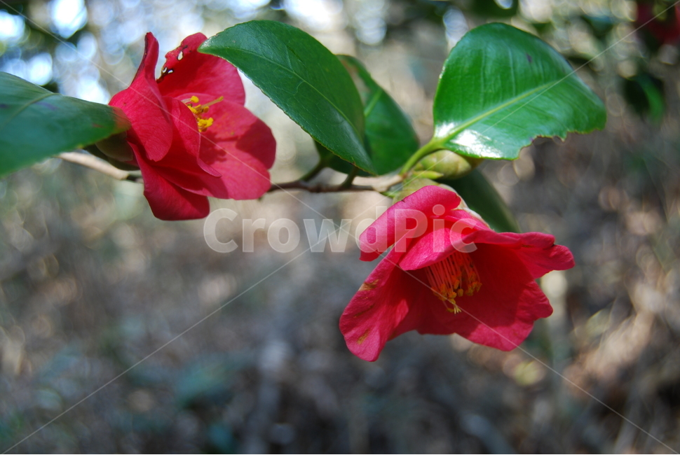 상황봉,자연,봄,탐방로,쉼,식물,자연,plants,nature,꽃,flower