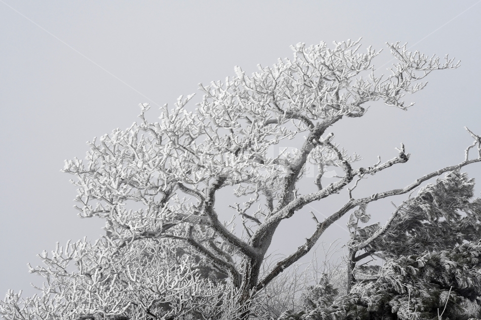 snowflake,Snow,tree,winter,cold,Sangodae,mountain,frost,old tree,landscape,yew tree,wind