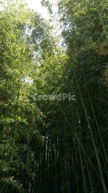 대나무,대나무숲,bamboo,여름,숲,식물,자연,plants,nature,나무,trees,wood