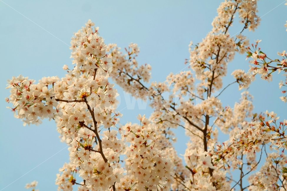 벚꽃,봄,핑크,분홍,꽃,봄꽃,나무,따뜻함,식물,자연,plants,nature,봄,계절,spring,season,꽃,flower,plant,blossom