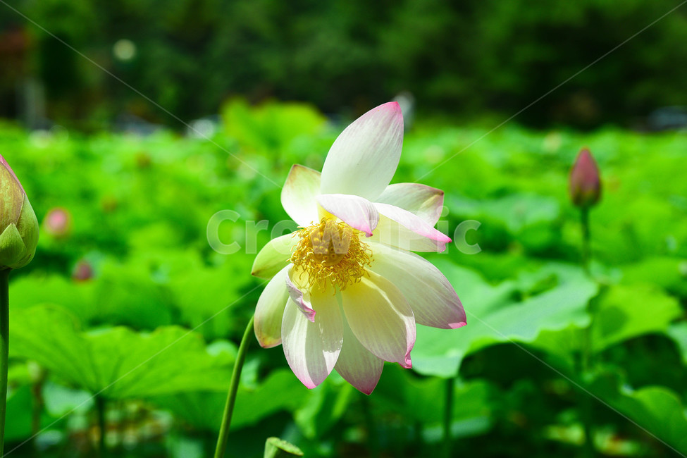 풍경사진,연꽃,연등행사,부처님오신날,석가탄신일,식물,자연,plants,nature,꽃,flower