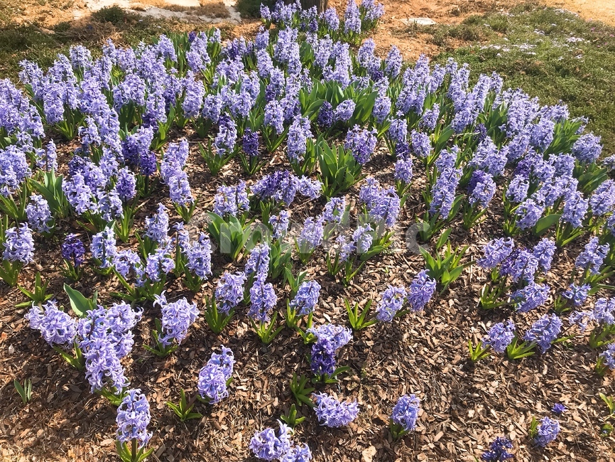 blossom,꽃,식물,flower,iris,아이리스,lupin,plant