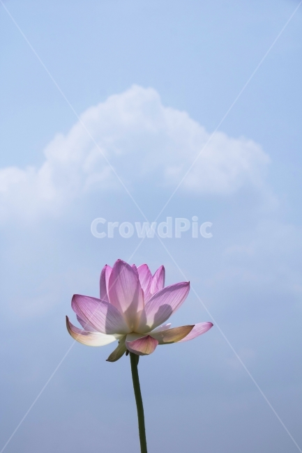 연꽃,연,연잎,수련,꽃,사진,단독사진,디자인,소스,포토,사진자료,배경,배경사진,백그라운드,한국,동양,아시아,전통,풍경,자연,환경,실외,낮,아침,식물,봉오리,꽃봉오리,잎,꽃잎,6월,7월,여름꽃,꽃밭,아웃포커스,접사,근접,여름,녹색,야외,연꽃밭,핑크,분홍,빨강,빨간색,하얀색,레드,화이트,푸른하늘,파란하늘,식물,자연,plants,nature,꽃,flower