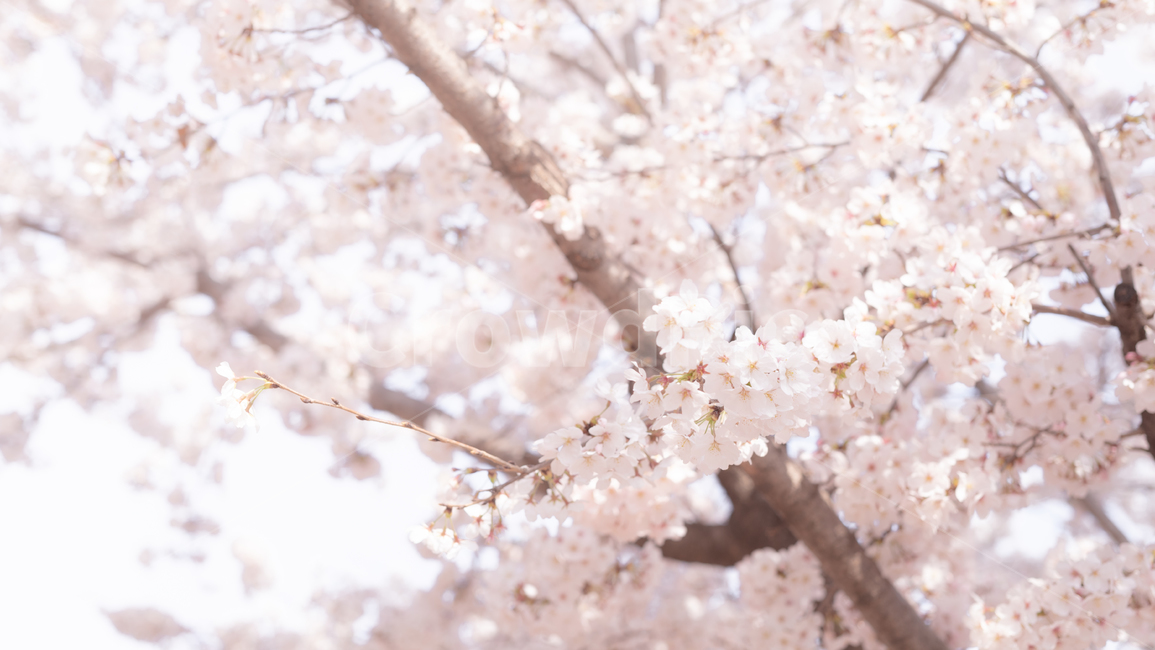 벚꽃,벚나무,flower,blossom,cherryblossom,꽃