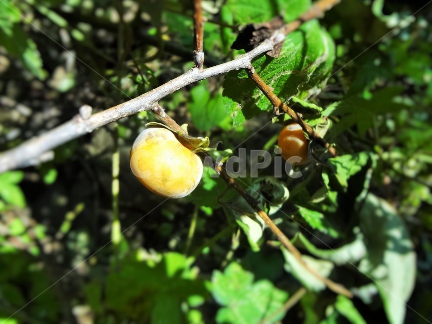 식물,감,열매,감나무,가을,식물,자연,plants,nature,과일,열매,fruit